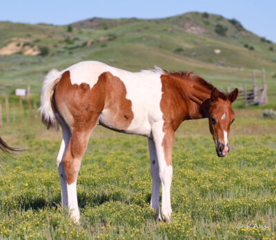 Paint filly
